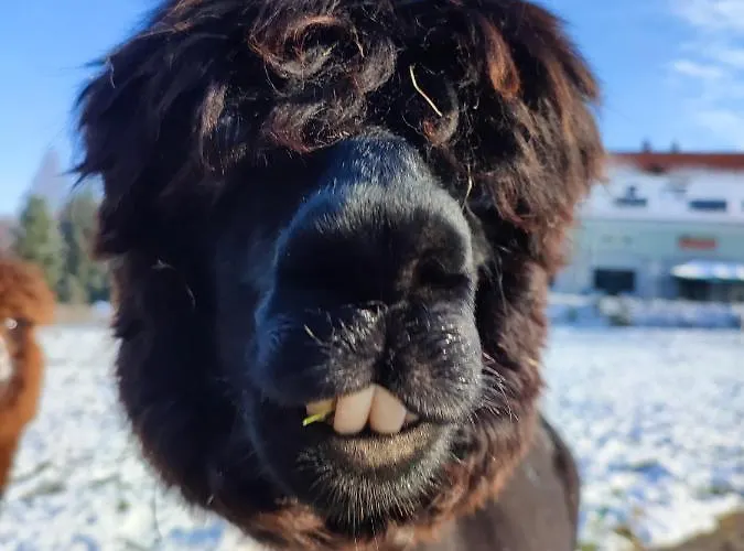 Jedlinka Ξενοδοχείο 3*